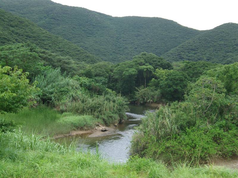 奄美大島の山あいを流れる川と、その岸に茂るマングローブの林